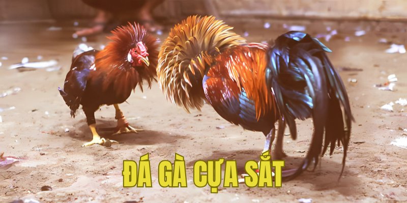 Banner www.k7coffee.vn